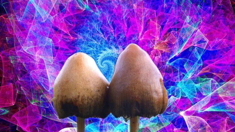 Magic Mush psy