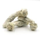 Mush—A-Makilla-Gorilla..16-12-25