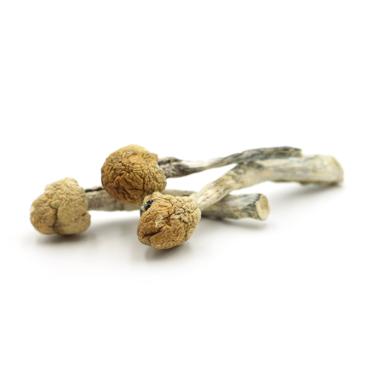 Mush—Alacabenzi..16-12-25