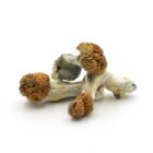 Mush—Apex..16-12-25