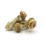 Mush—Big-Daddy..16-12-25