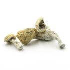 Mush—Blue-Magnolia-Rust..16-12-25