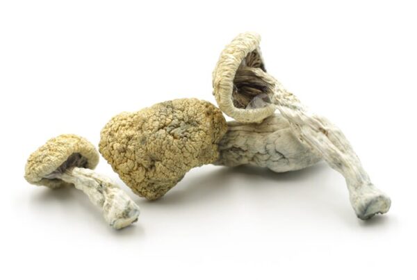 blue magnolia rust dried shroom