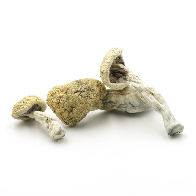 Mush—Blue-Magnolia-Rust..16-12-25