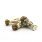 Mush—Blue-Meanies..16-12-25