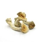 Mush—Bull-Run..16-12-25