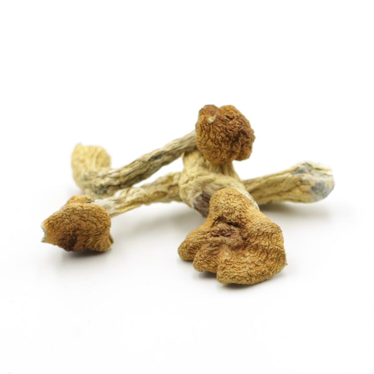 Mush—Cambodian..16-12-25