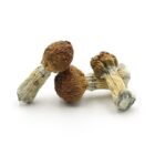 Mush—Chitwan-Nepal..16-12-25