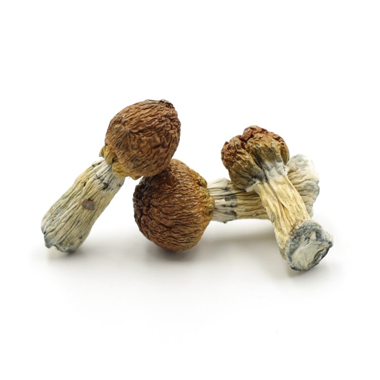 Mush—Chitwan-Nepal..16-12-25