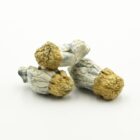 Mush—Costa-Rican..16-12-25