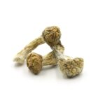 Mush—Creeper..16-12-25