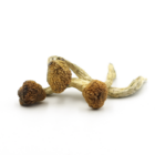 Mush—Cuban..16-12-25