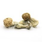 Mush—DC-Mac..16-12-25