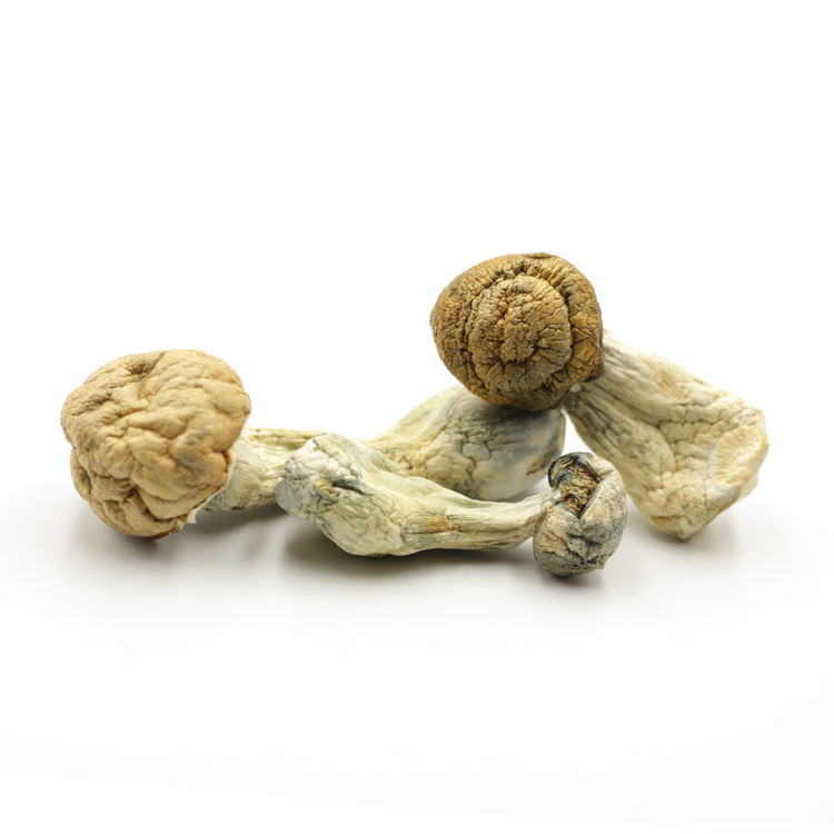 Mush—DC-Mac..16-12-25