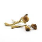 Mush—Florida-White..16-12-25