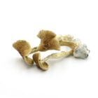 Mush—Full-Moon-Party..16-12-25