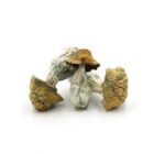 Mush—Golden-PE..16-12-25