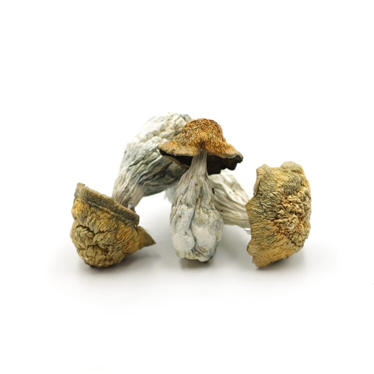 Mush—Golden-PE..16-12-25