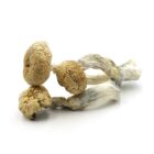 Mush—Golden-Teacher..16-12-25