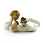 Mush—Hautlat..16-12-25