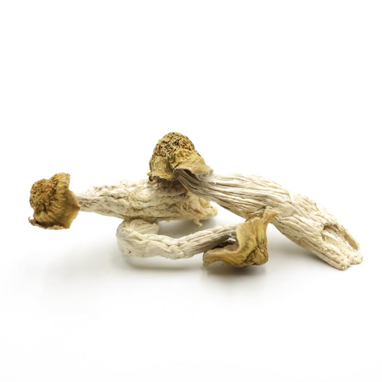 Mush—Hillbilly..16-12-25