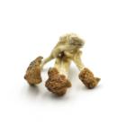 Mush—Jerry-Garcia..16-12-25