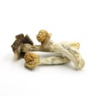 Mush—Lizard-King..16-12-25