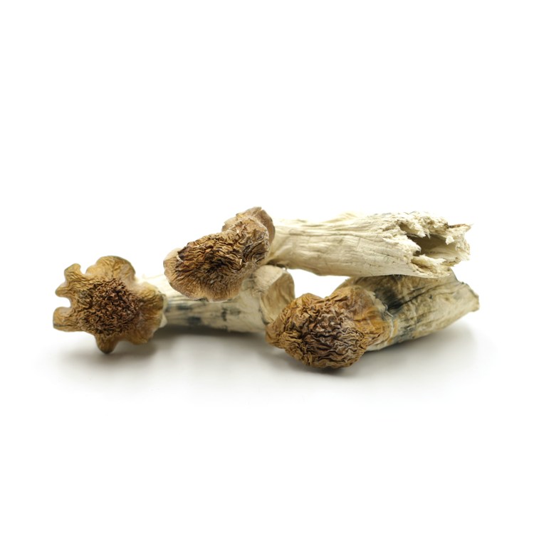 Mush—Makilla-Gorilla..16-12-25