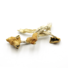 Mush—Malabar-Coast..16-12-25