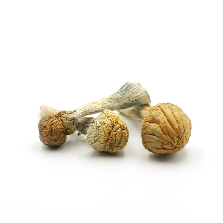 Mush—Mioo..16-12-25