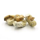 Mush—Pink-Buffalo..16-12-25