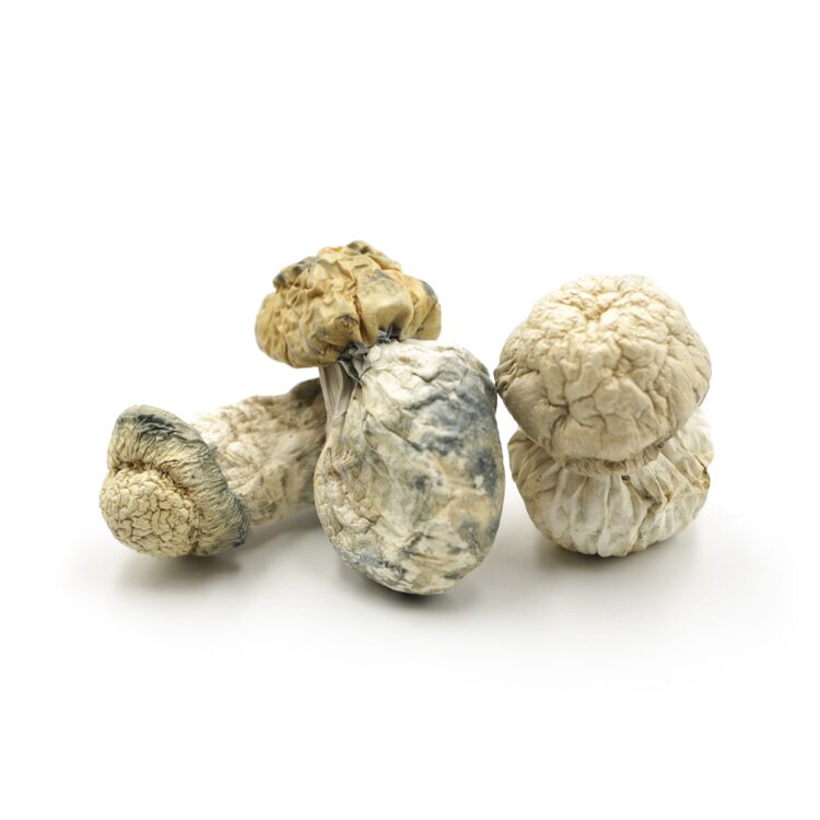 Mush—SV13..16-12-25