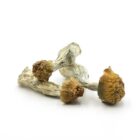 Mush—Steel-Magnolia..16-12-25