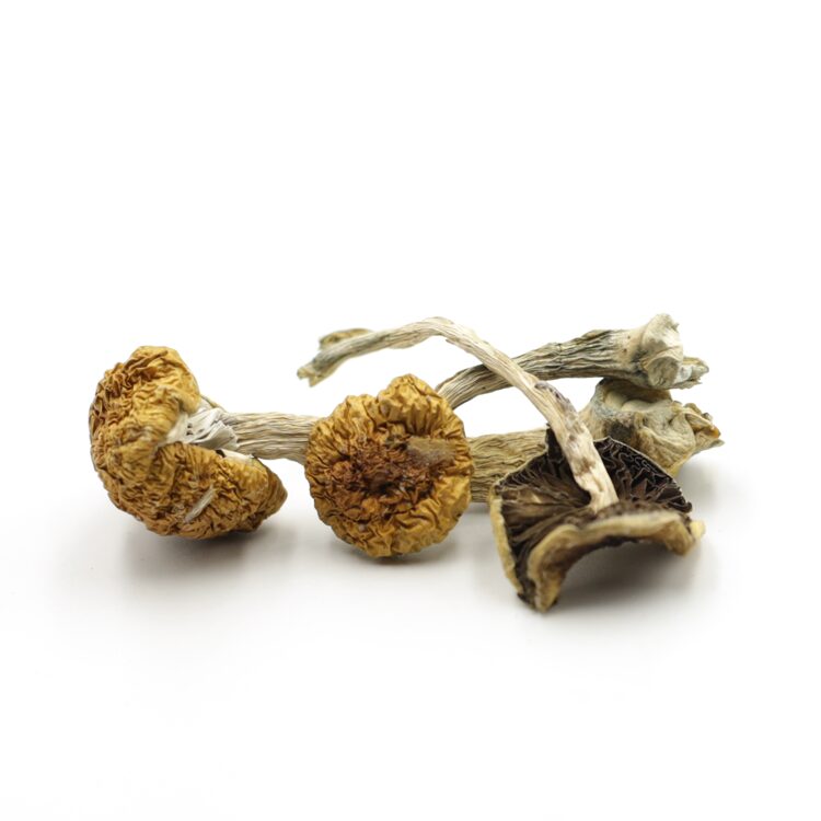 Mush—Tanam-Negara..16-12-25