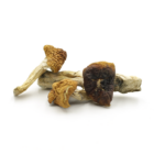 Mush—Texas-Yellow-Cap..16-12-25