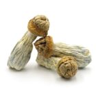 Mush—Tidal-Wave..16-12-25