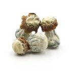 Mush—Toque..16-12-25