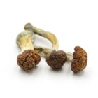 Mush—Trans-Envy..16-12-25