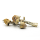 Mush—Trinity..16-12-25