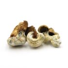 Mush—Vietnamese..16-12-25