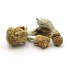 Mush—Yellow-Umbo..16-12-25