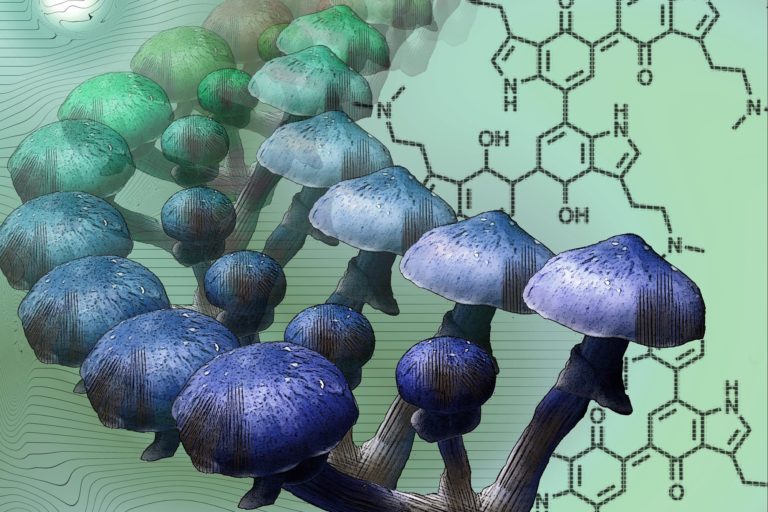 blue mushrooms science