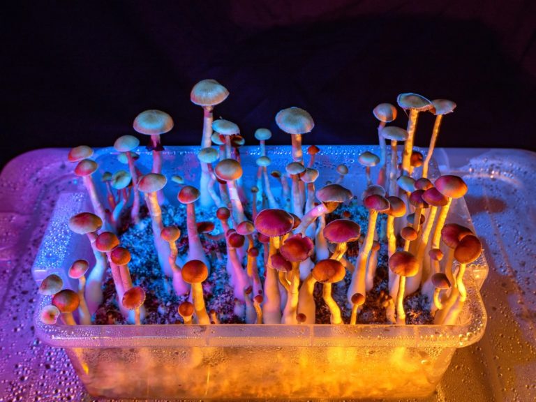 psilocybe cubensis growing indoor