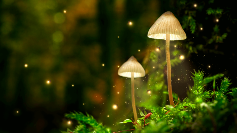 Magical Mush