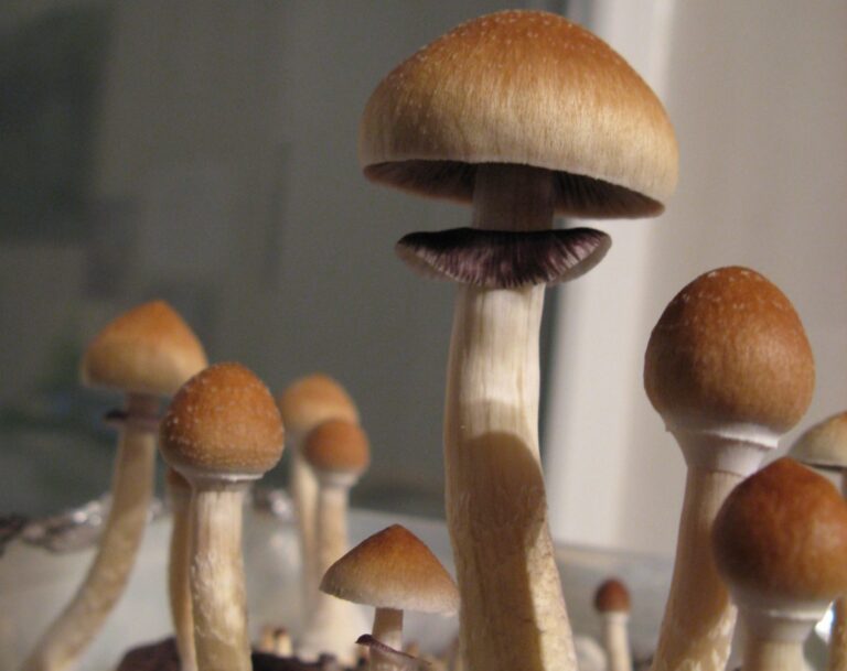 Psilocybe Cubensis