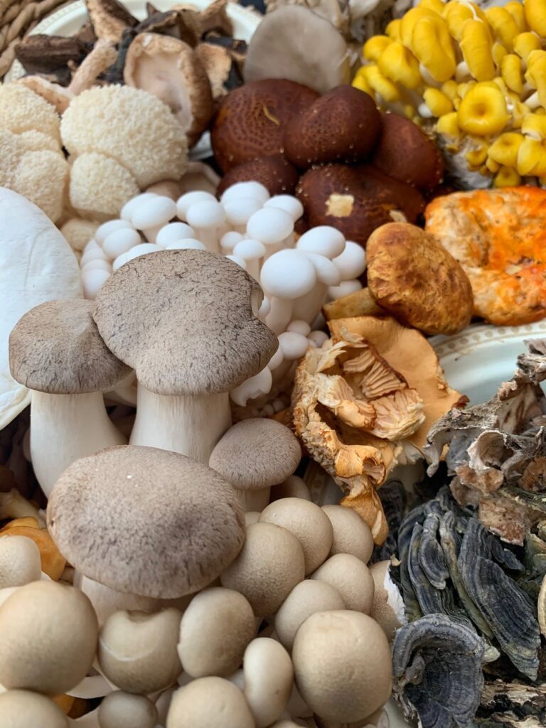 magic mushrooms