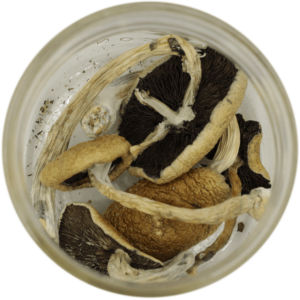 Brazilian Psilocybe Cubensis