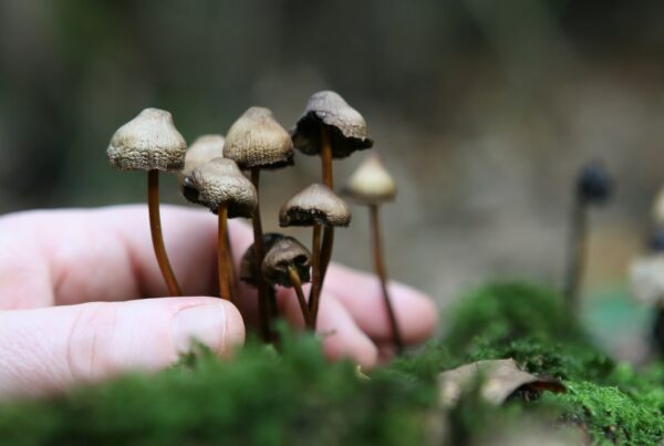Magic-Mushrooms-2