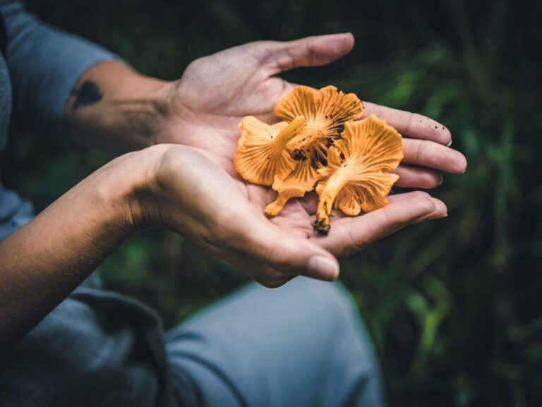 Magic Mushrooms Guide