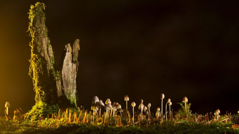 Magic Mushrooms Legal Status in Canada
